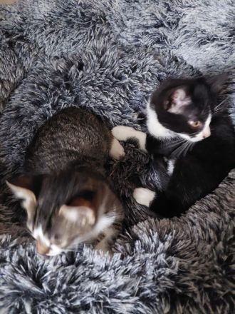 4 Katzenbabys suchen ein liebevolles Zuhause
