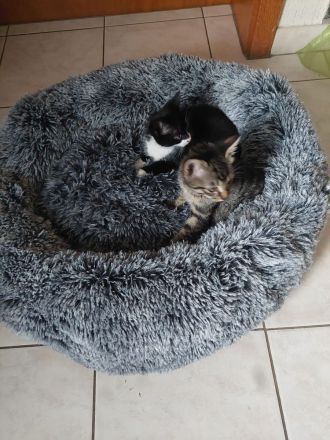 4 Katzenbabys suchen ein liebevolles Zuhause