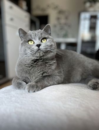 BKH Kitten reinrassig, Baby Katzen, Kätzchen