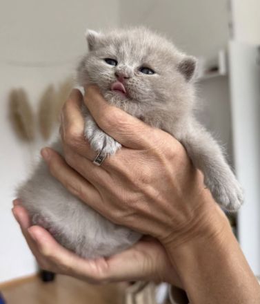BKH Kitten reinrassig, Baby Katzen, Kätzchen