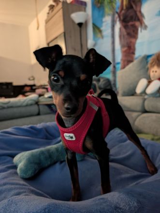 Süßes Zwergpinscher Mädchen (Welpe)