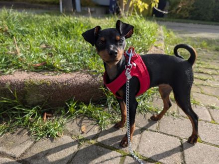 Süßes Zwergpinscher Mädchen (Welpe)