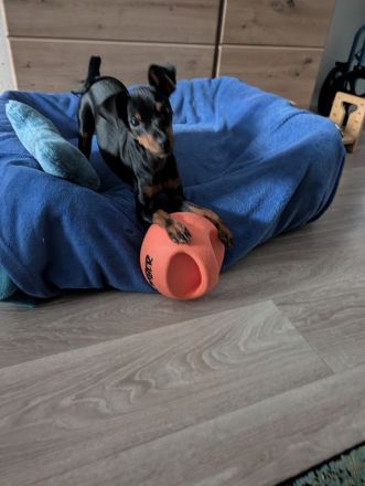 Süßes Zwergpinscher Mädchen (Welpe)