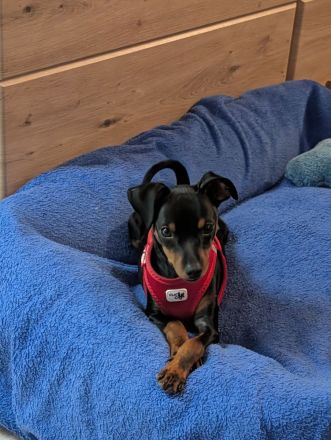 Süßes Zwergpinscher Mädchen (Welpe)