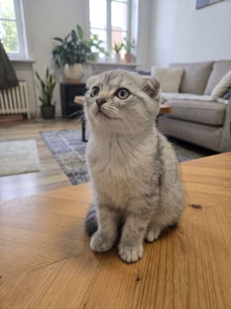 3 Scottish-Fold-Kitten, 12 Wochen alt, abzugeben