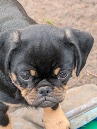 Retro Mops Welpen