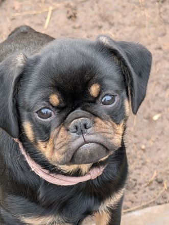 Retro Mops Welpen