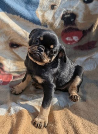 Retro Mops Welpen