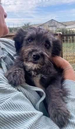 Loui ist unser verschmuster Shelterzwergerl