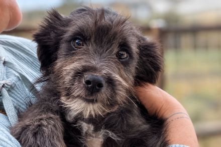 Loui ist unser verschmuster Shelterzwergerl