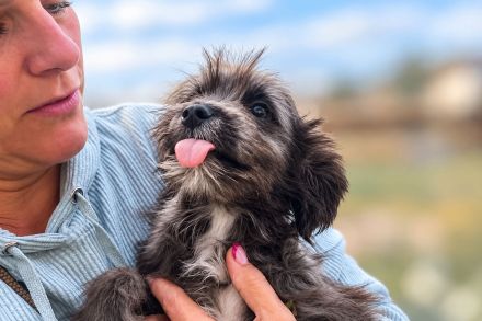 Loui ist unser verschmuster Shelterzwergerl