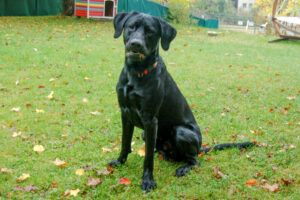 Hunderasse Retriever Spiky in Lauf a. d. Pegnitz (Bayern) Snautz