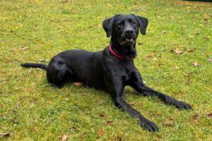 Hunderasse Retriever Spiky in Lauf a. d. Pegnitz (Bayern) Snautz