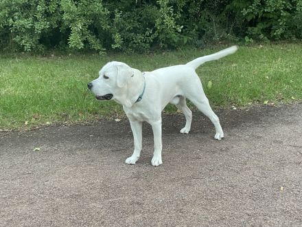 Hunderasse Retriever 🖤 White Fury vom Rabeneck 🖤 in Wilsdruff (Sachsen) Snautz