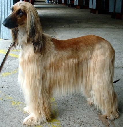 Afghanischer Windhund