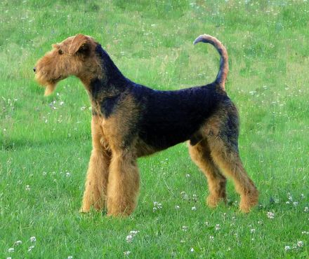 Airedale-Terrier