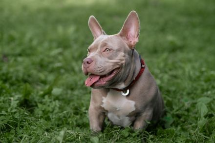 American Bully