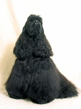 Amerikanischer Cocker Spaniel