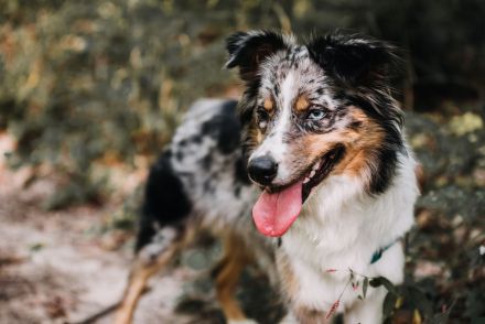 Australian Shepherd