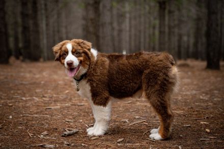 Australian Shepherd