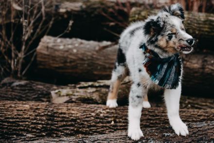Australian Shepherd