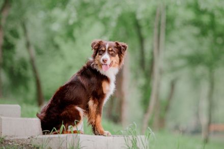 Australian Shepherd