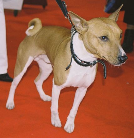 Basenji