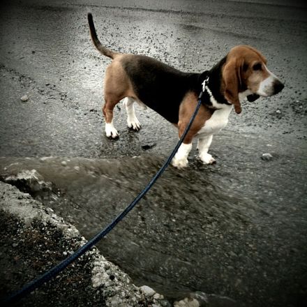 Basset artésien normand