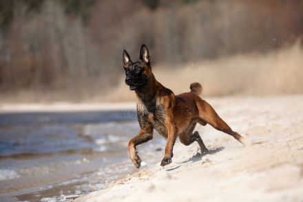 Belgischer Schäferhund