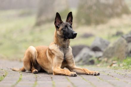 Belgischer Schäferhund