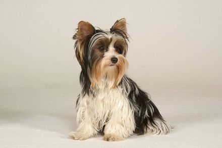 Biewer Yorkshire Terrier