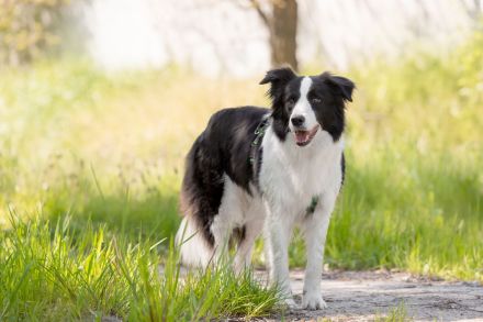 Border Collie