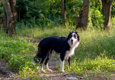 Border Collie
