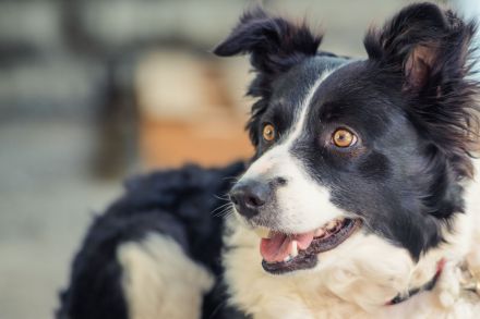 Border Collie
