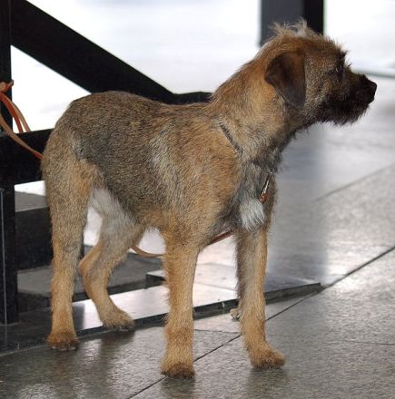 Border Terrier