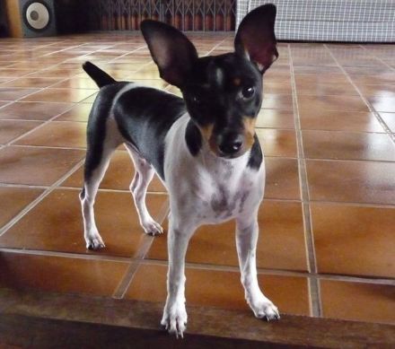 Brasilianischer Terrier