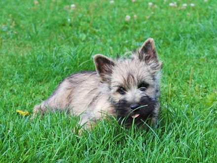 Cairn Terrier