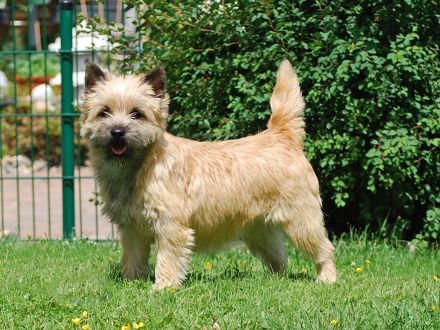 Cairn Terrier