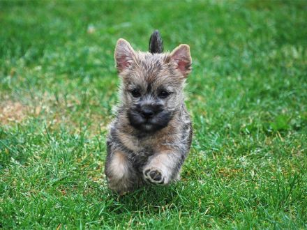 Cairn Terrier