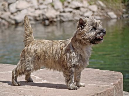 Cairn Terrier