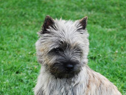 Cairn Terrier