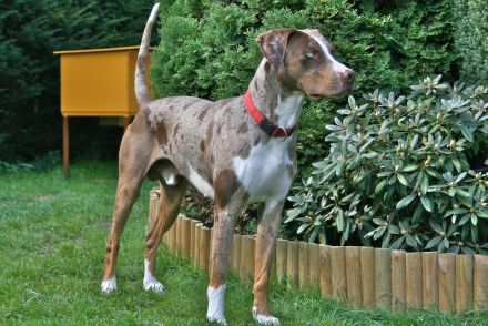 Catahoula Leopard Dog