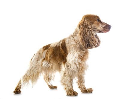 Cocker Spaniel