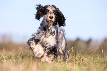 Cocker Spaniel