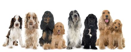 Cocker Spaniel