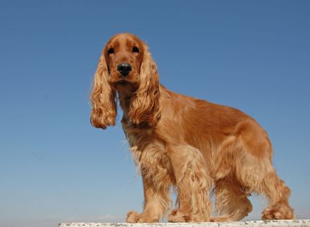 Cocker Spaniel