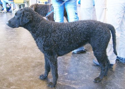 Curly-Coated Retriever
