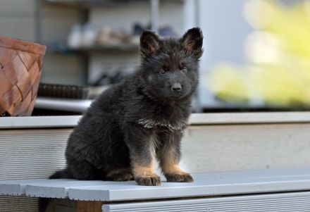 Deutscher Schäferhund