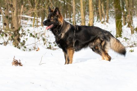 Deutscher Schäferhund