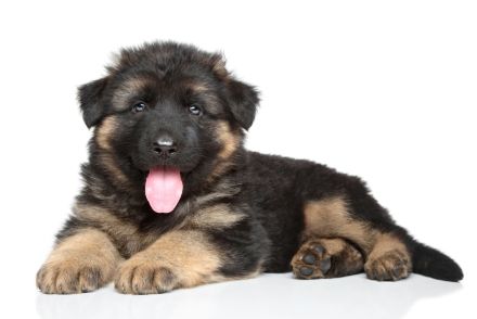 Deutscher Schäferhund